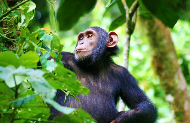 Christmas gorilla and chimp habituation experience Uganda.