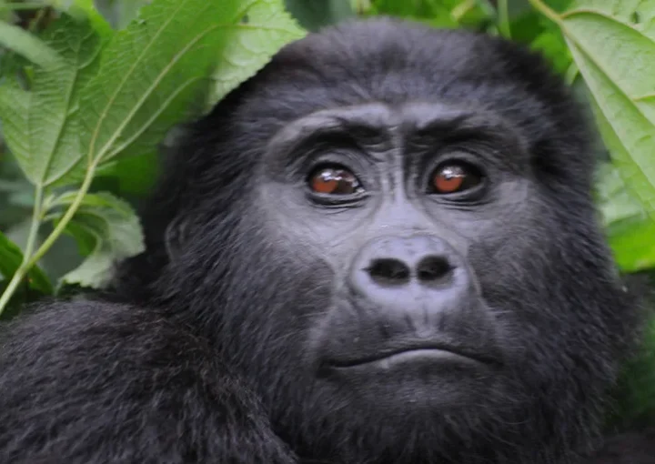 Collecting gorilla permits from UWA