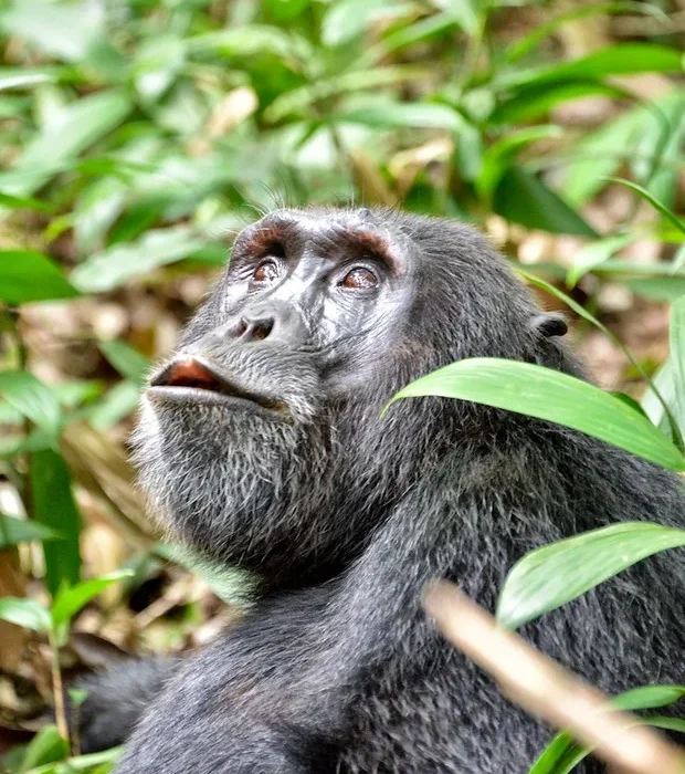 Common Mistakes To Avoid When Planning A Chimp Trekking Safari in Uganda and Rwanda.