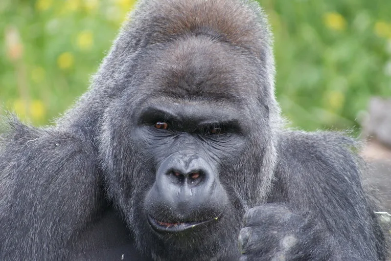 Common Mistakes To Avoid When Planning a Gorilla Safari to Africa.