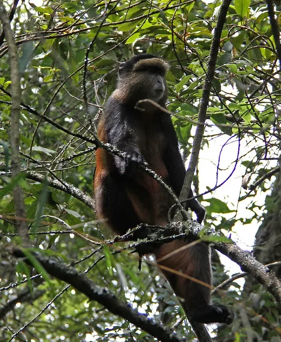 Compare Golden Monkey Trekking in Uganda & Rwanda.