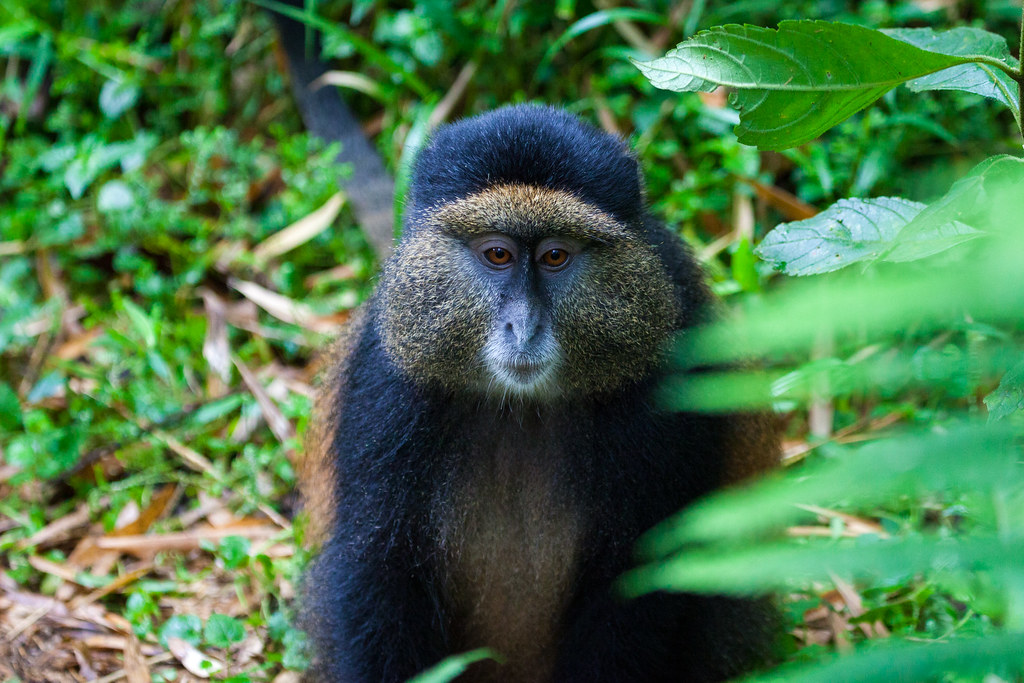 Compare Golden Monkey Trekking