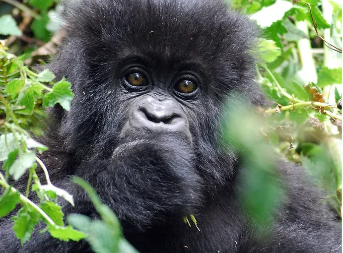 Gorilla trekking in Volcanoes National Park