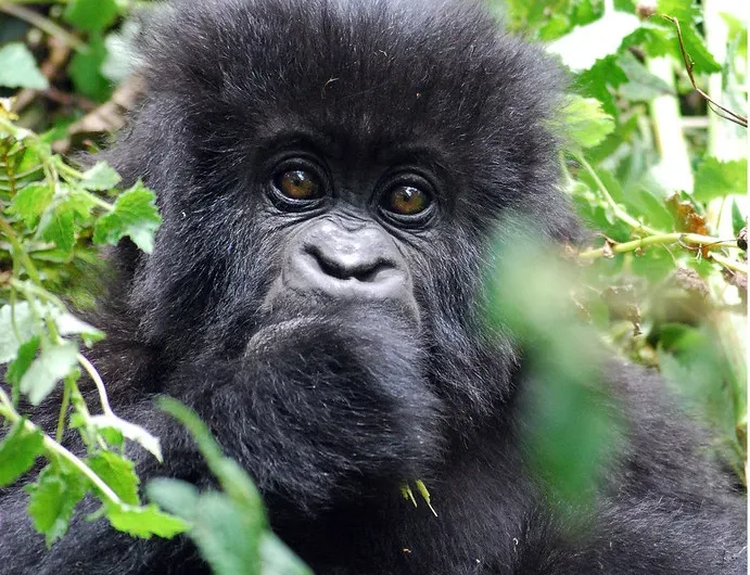 Compare gorilla trekking in Volcanoes National Park Rwanda with Mgahinga in Uganda.