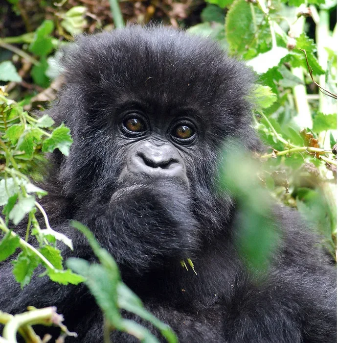 Compare gorilla trekking in Volcanoes National Park Rwanda with Mgahinga in Uganda.