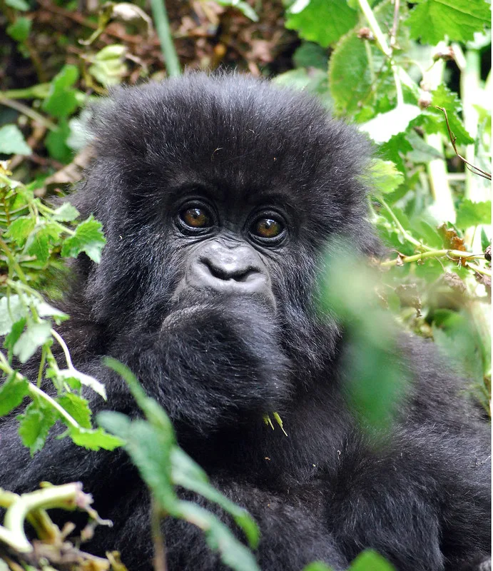 Compare gorilla trekking in Volcanoes National Park Rwanda with Mgahinga in Uganda.