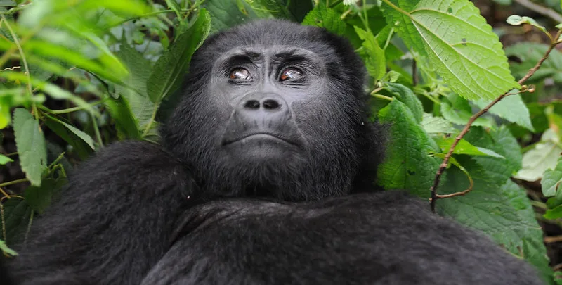 Compare gorilla trekking in Volcanoes National Park with Virunga National Park in Congo