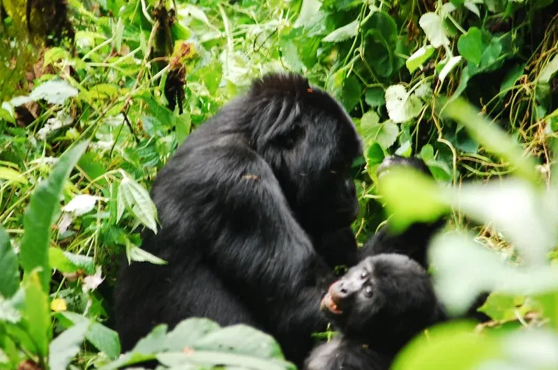 Compare the price of gorilla permits in Volcanoes National Park with Virunga National Park in Congo