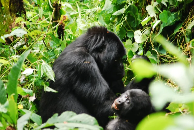 Compare the price of gorilla permits in Volcanoes National Park with Virunga National Park in Congo