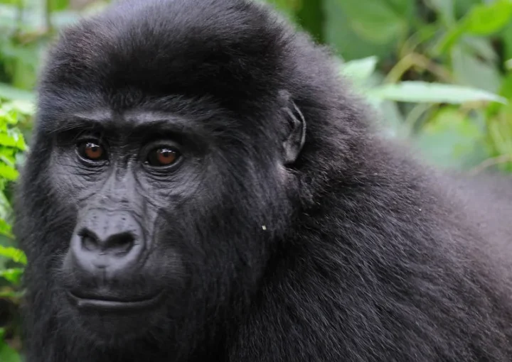 Complementary gorilla permits offered by UWA to AUTO
