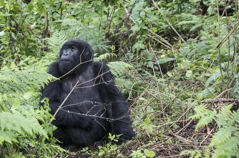 Complete guide to gorilla trekking in Uganda and Rwanda.