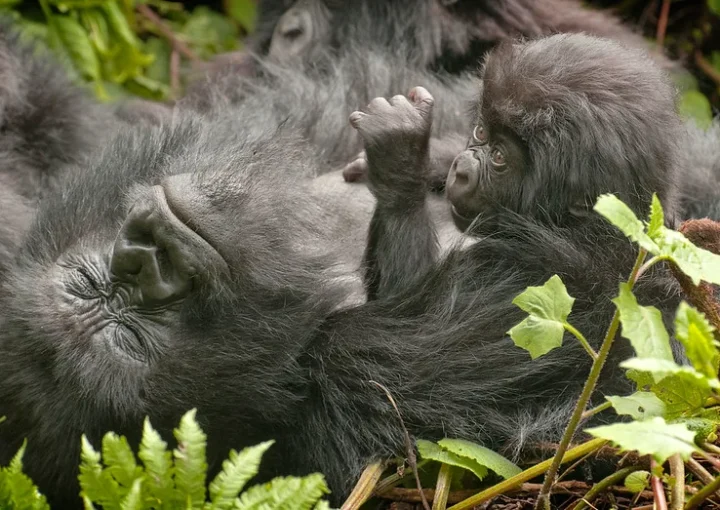 Gorilla trekking in Virunga