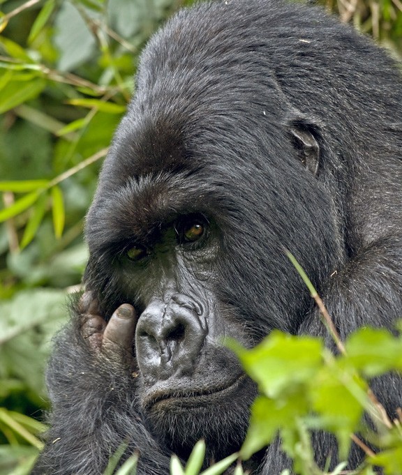 DR Congo gorilla safari from Kigali