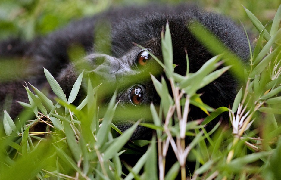 DR Congo gorilla safari from Kigali