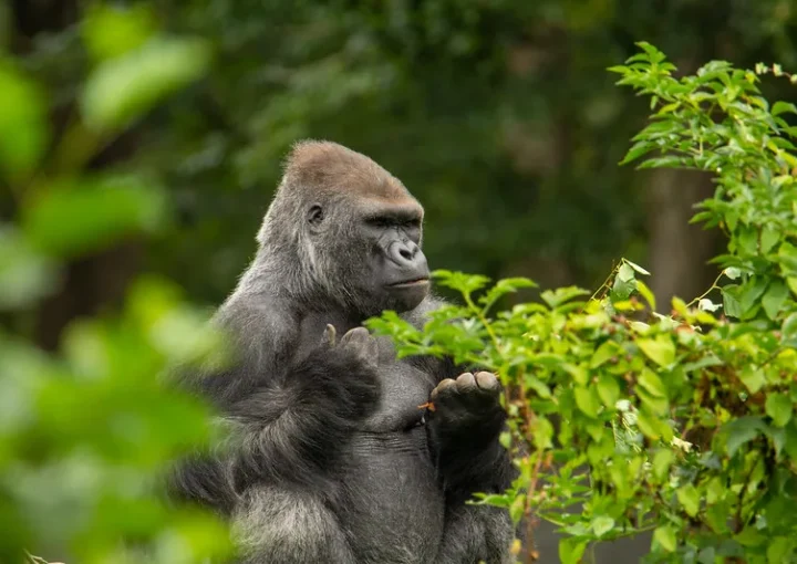 DR Congo mountain gorilla safari from Uganda