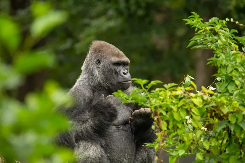 DR Congo mountain gorilla safari from Uganda