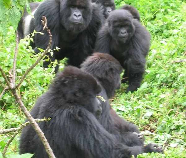 Gorilla habituation experience safari