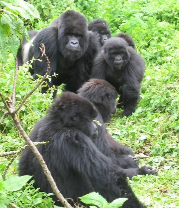 Does Congo have Gorilla habituation experience safaris