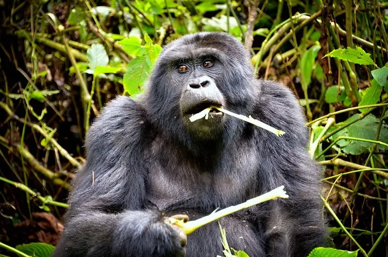 Dried gorilla foods I study what gorillas eat.