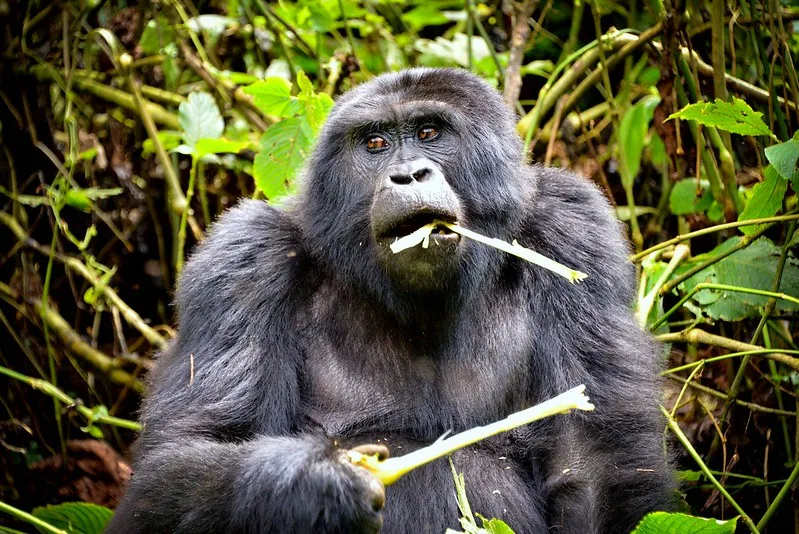 Dried gorilla foods I study what gorillas eat.