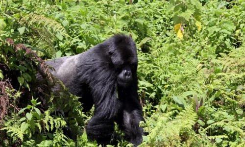 Easter Holiday gorilla trekking discounts