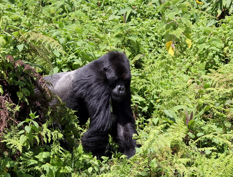 Easter Holiday gorilla trekking discounts