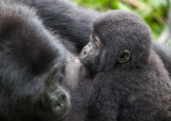 End of year Uganda Gorilla safari tours every 31st December