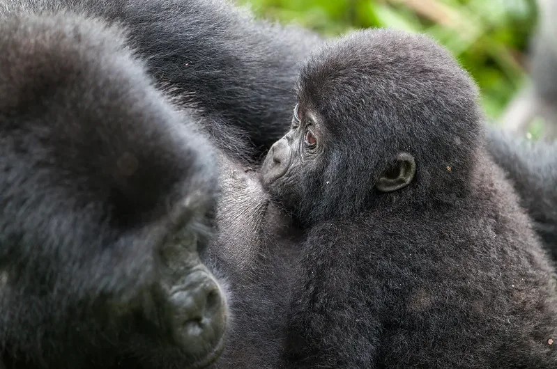 End of year Uganda Gorilla safari tours every 31st December