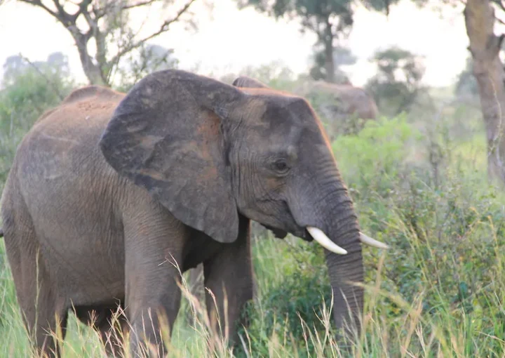 End of year Uganda safari ideas and options.