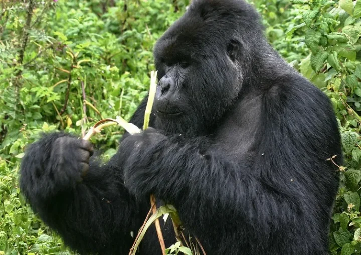 End of year gorilla habituation experience safaris.