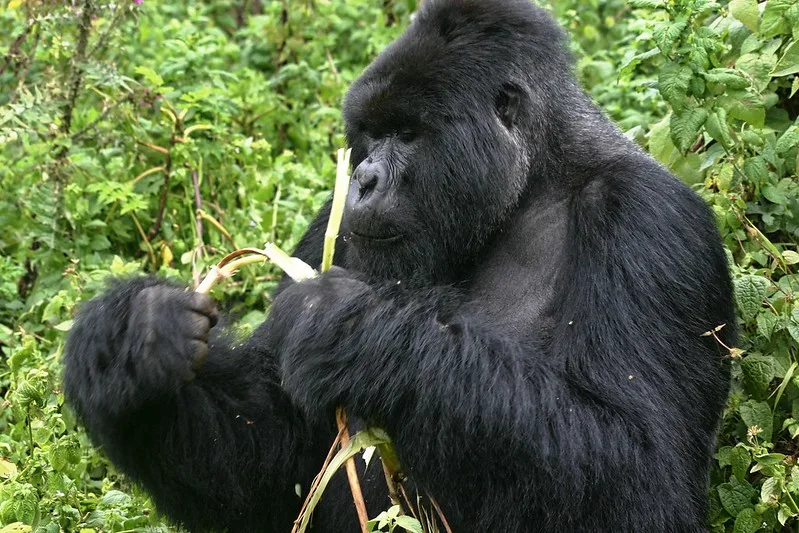 End of year gorilla habituation experience safaris.