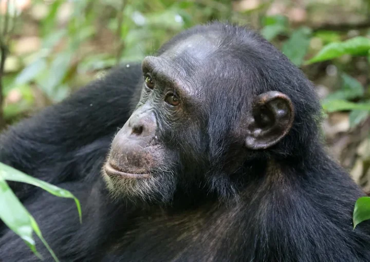 Extra chimp permits-requesting for more chimpanzee permits.