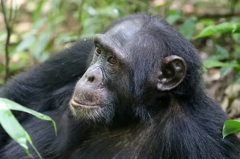 Extra chimp permits-requesting for more chimpanzee permits.