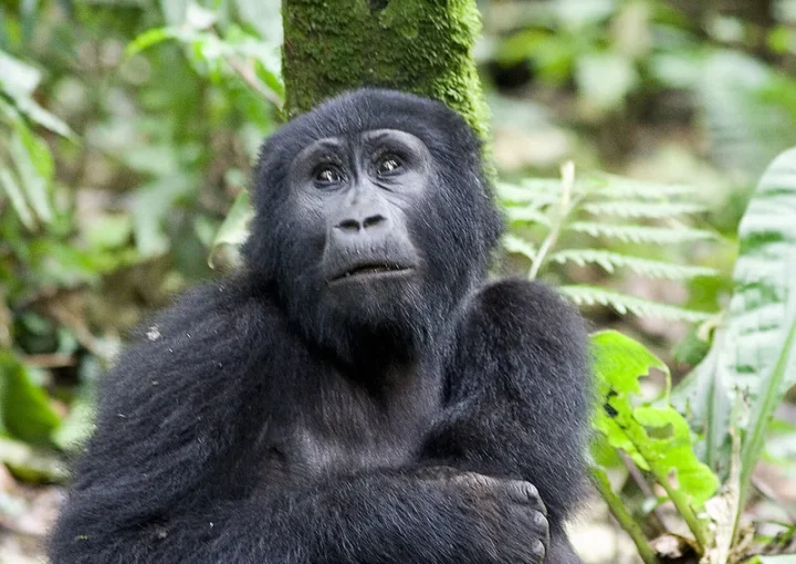 Extra gorilla permits by uwa