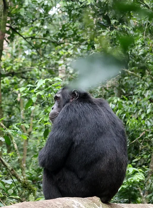 Fair price for a 5 day Uganda gorilla and chimpanzee safari.