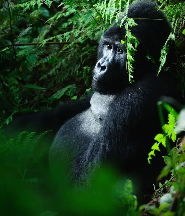 Filming in Bwindi Impenetrable National Park.