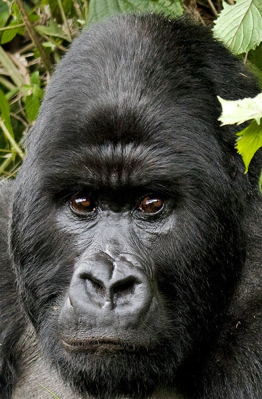 Flights to Mgahinga National Park