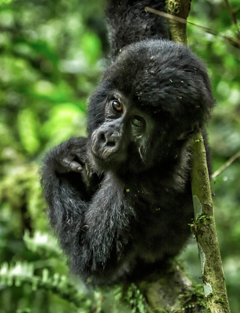 Fly from Entebbe to Bwindi impenetrable