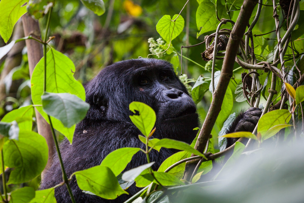 Flying gorilla safari to Buhoma