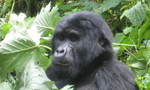 Four gorilla trekking points in Bwindi and gorilla families in each