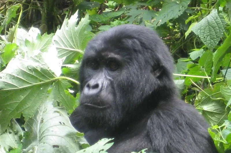 Four gorilla trekking points in Bwindi and gorilla families in each