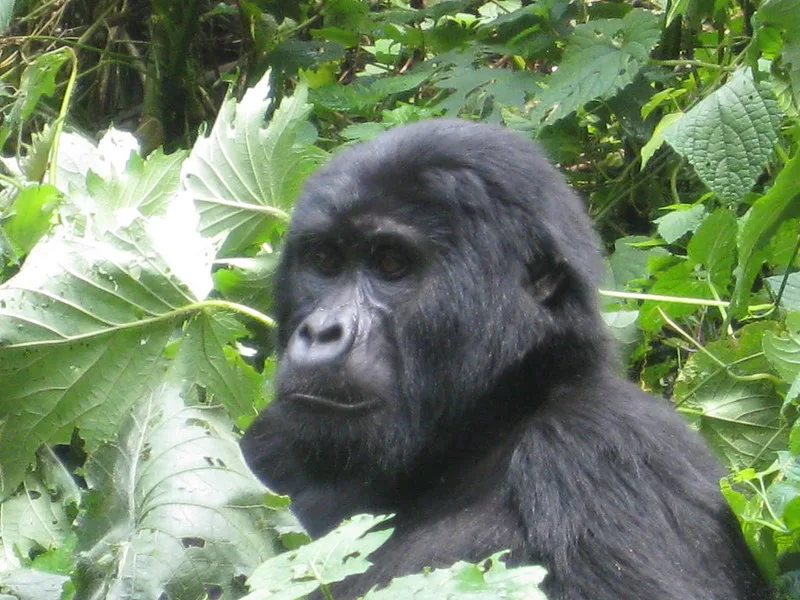 Four gorilla trekking points in Bwindi and gorilla families in each