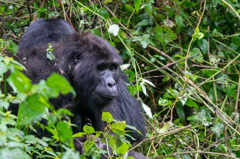 Frequently Asked Questions about Bwindi Impenetrable National Park.