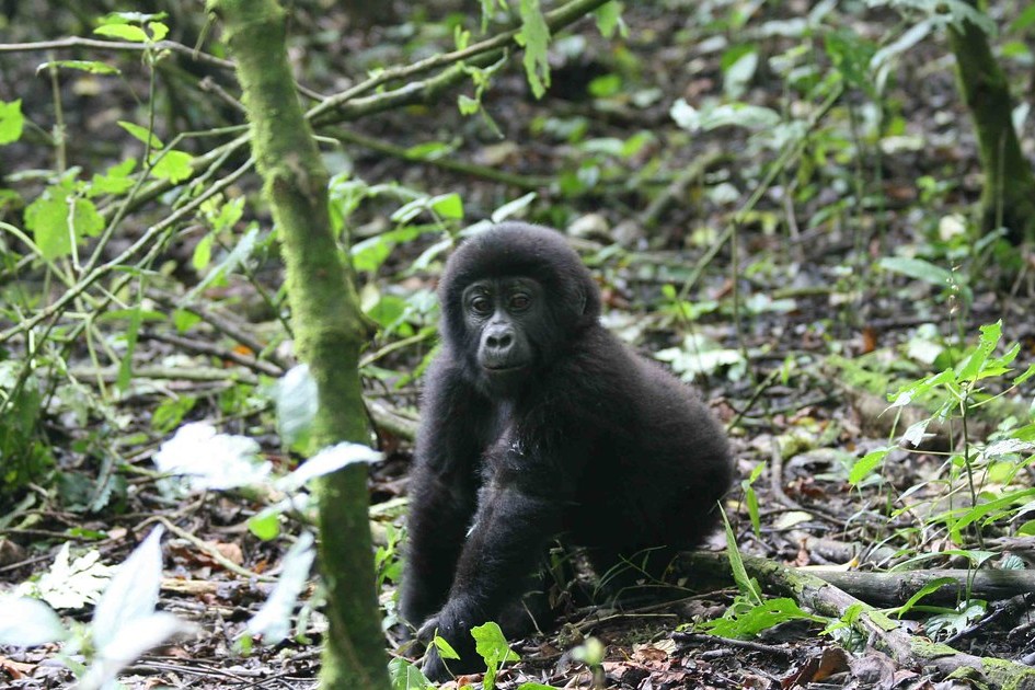 Game drives in Ishasha