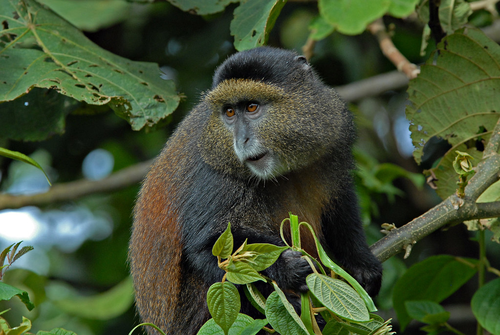 Golden Monkey Permit