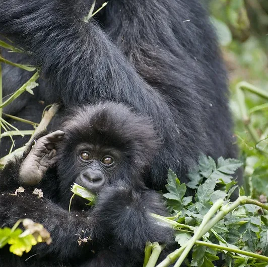 Gorilla Families in Virunga National Park, DR Congo.