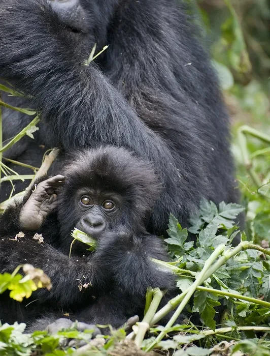Gorilla Families in Virunga National Park, DR Congo.