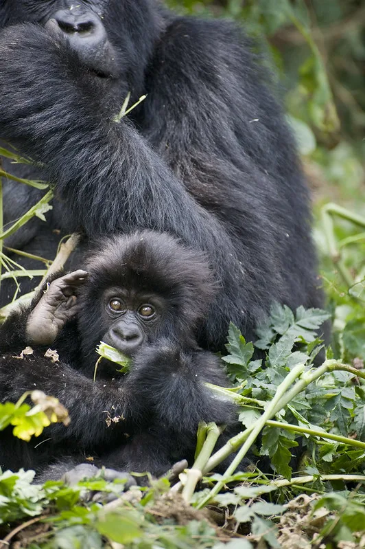 Gorilla Families in Virunga National Park, DR Congo.