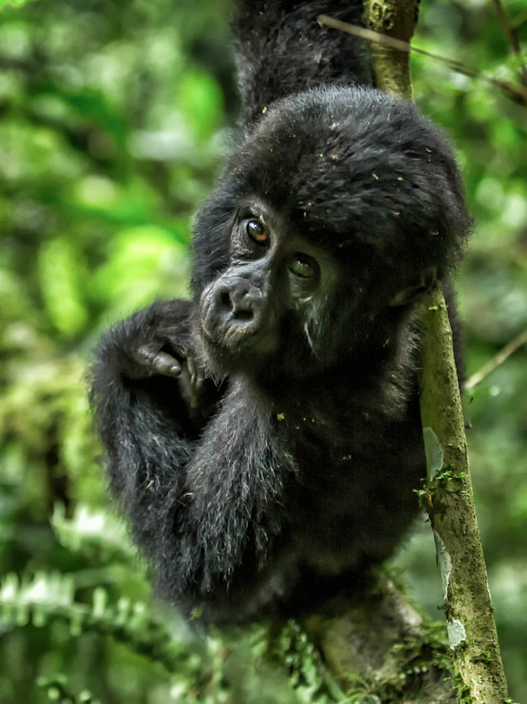 Gorilla Trekking During Low Season