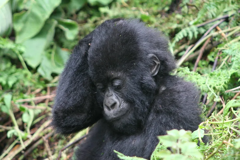 Gorilla Trekking Holiday During High Season, Booking Mistakes To Avoid.